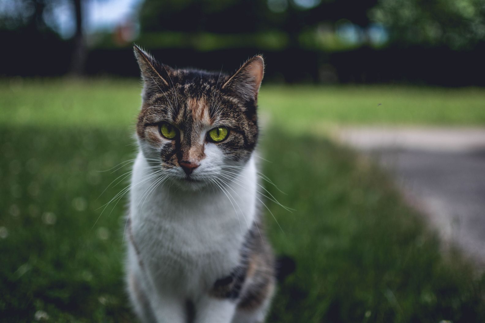 Understanding House Cat Life Expectancy: Factors & Lifespan