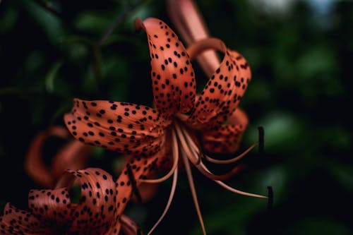 Fotografia De Close Up De Flor