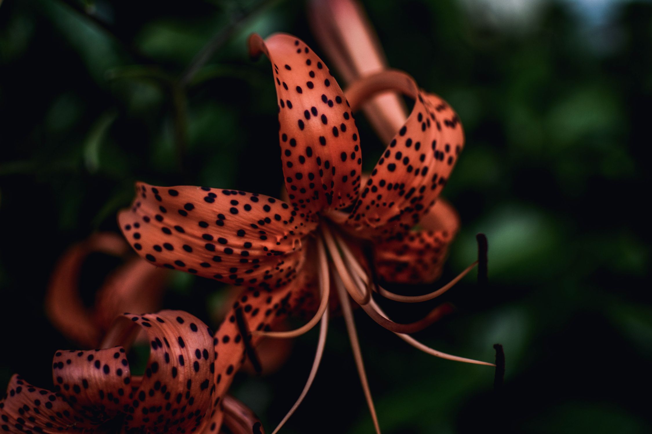 Oflower Close-Up Photography of Flower · Free Stock Photo