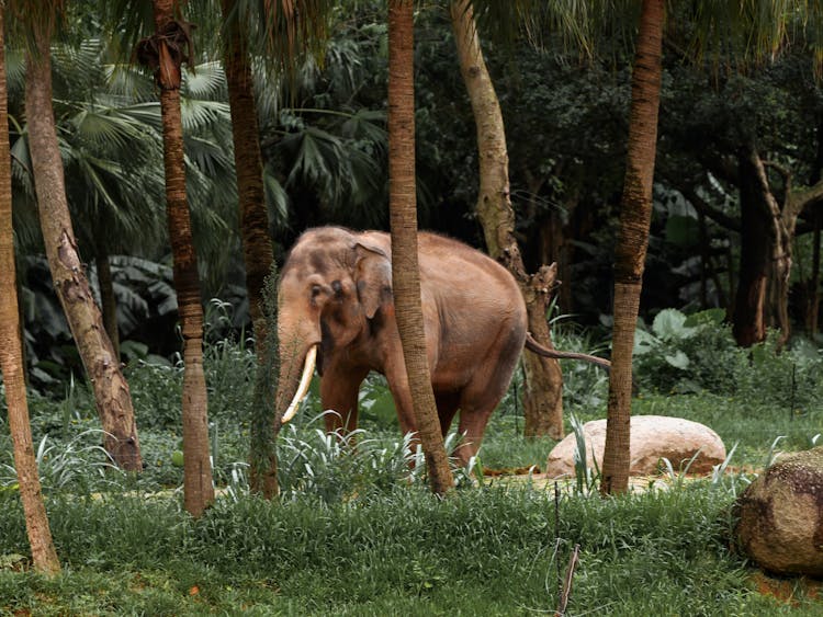 Brown Elephant Walking In The Forest