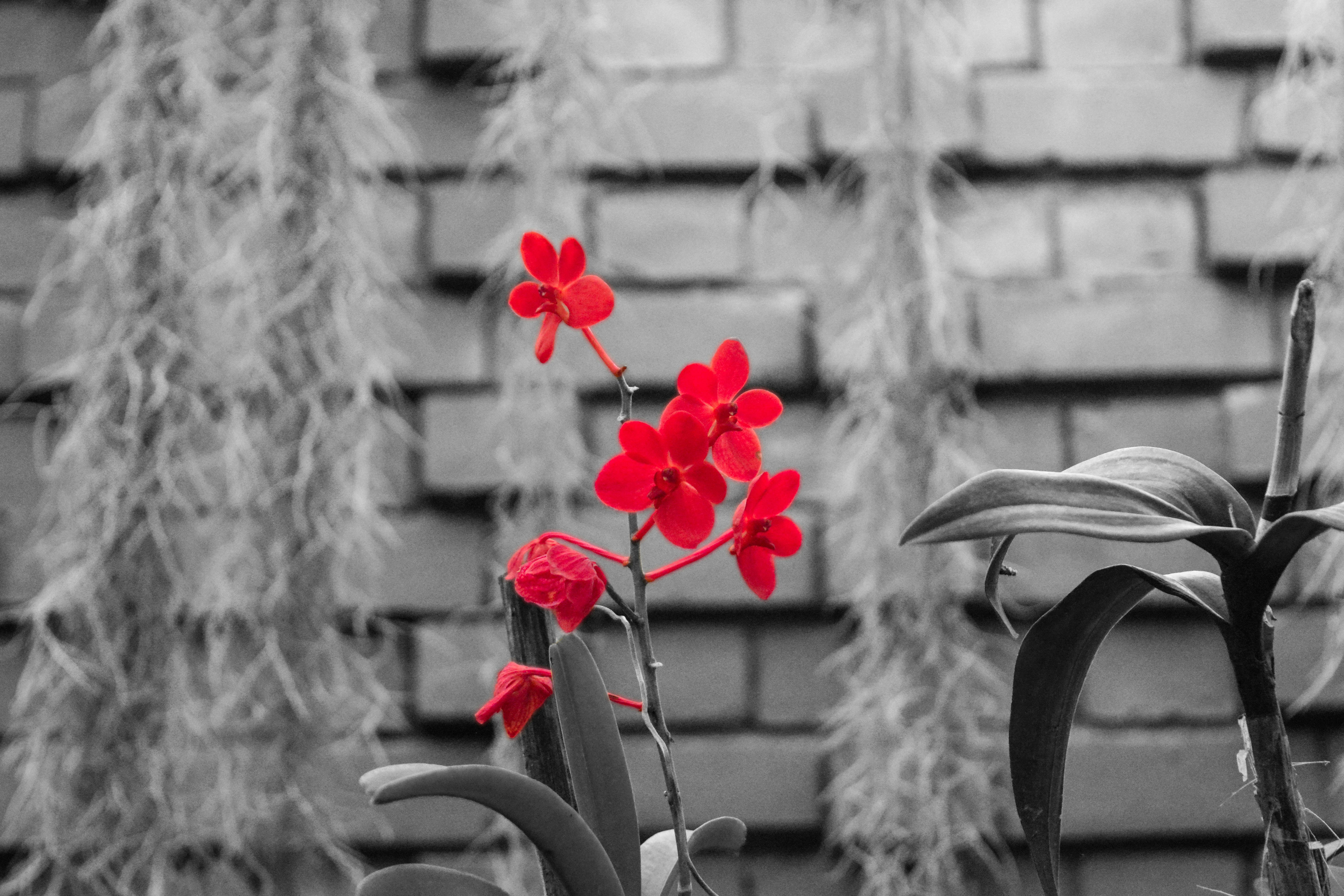 Free stock photo of beautiful flowers, black and white, black andwhite