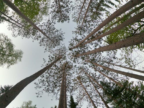 Gratis stockfoto met bomen, lage hoek schot