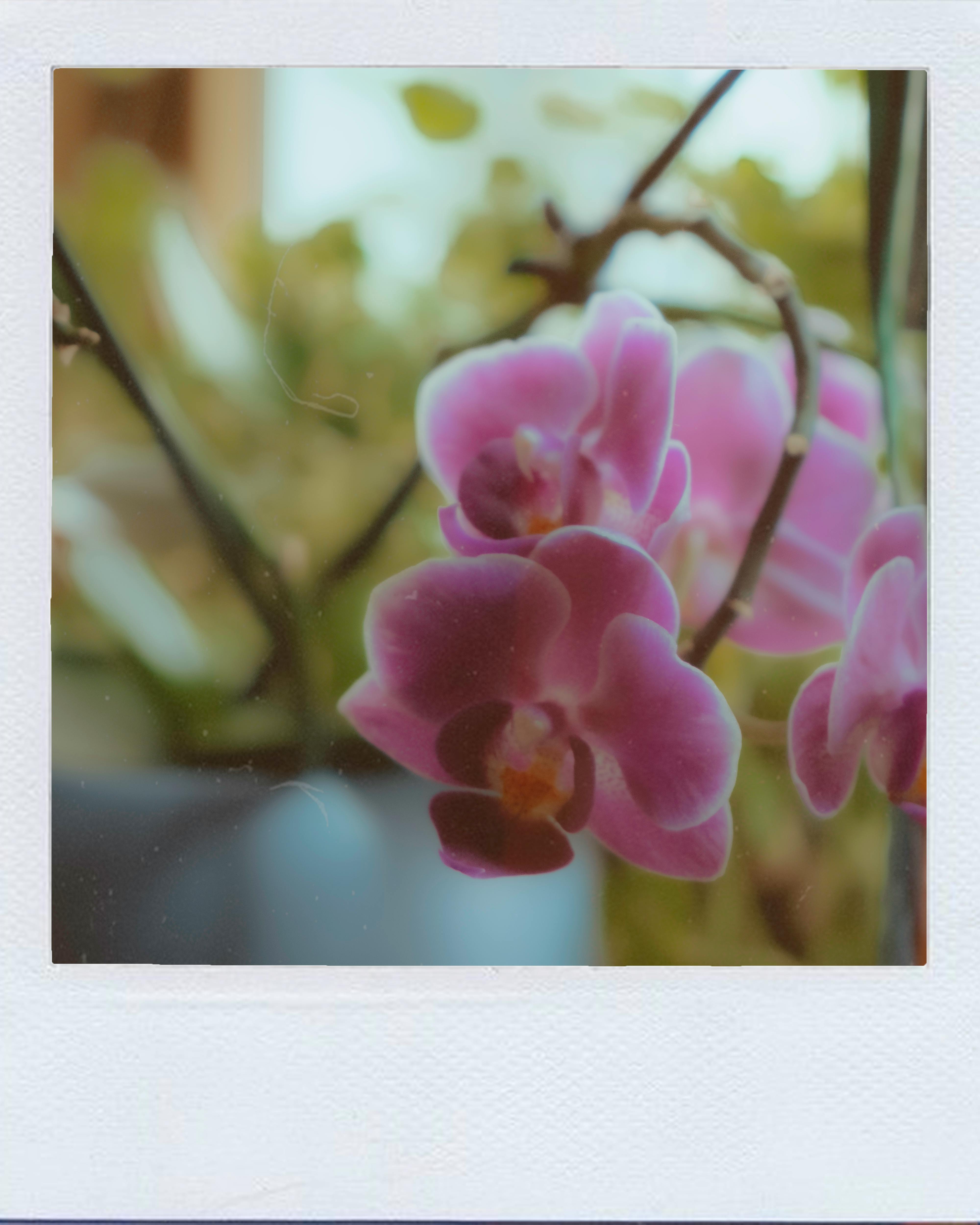 Delicate pink orchids captured in a soft focus, enhancing their natural beauty.