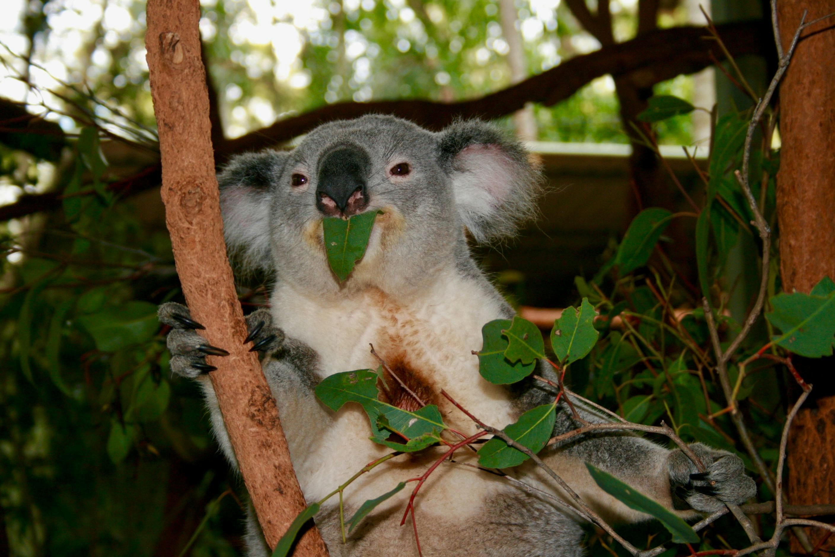 Free stock photo of australia, koala, koala bear