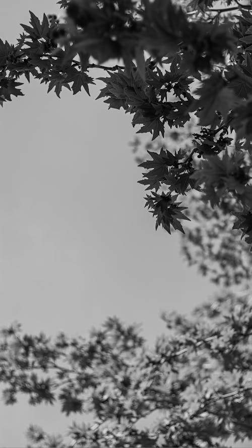 Foto stok gratis daun musim gugur, daun pohon, hitam & putih