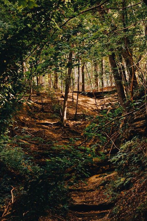 Foto profissional grátis de árvores verdes, floresta, natureza