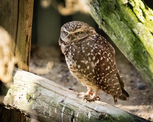 Kostnadsfri bild av fågelfotografering, grävugla, närbild