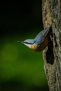 Capture of a Kashmir Nuthatch (Sitta cashmirensis) on a tree in lush greenery.
