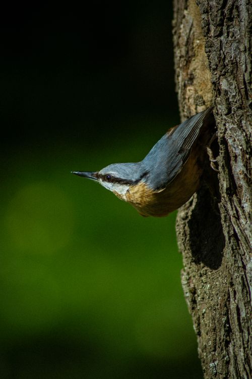 Free Capture of a Kashmir Nuthatch (Sitta cashmirensis) on a tree in lush greenery. Stock Photo