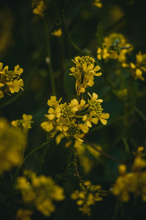 Free Close-up of vibrant yellow wildflowers blooming in Tarma, Peru during spring. Stock Photo