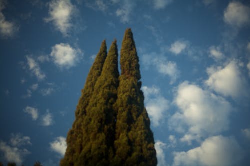 Бесплатное стоковое фото с голубое небо, двор, деревья