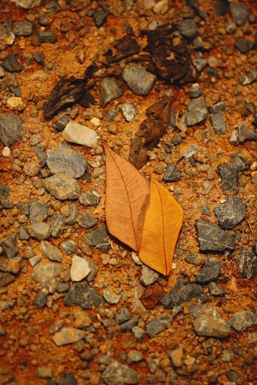 Kostnadsfri bild av bruna löv, jord, mark