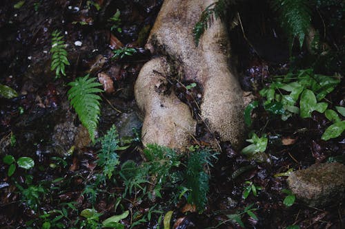 Gratis stockfoto met aarde, bloemen, Bos