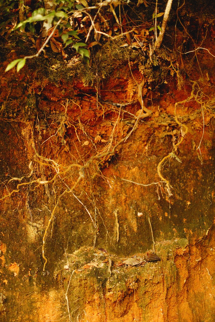 ground layered plant separation with roots