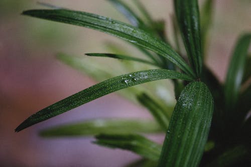 Water Droplets on Green Plant