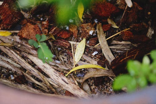 Fotos de stock gratuitas de basura, compost, de cerca