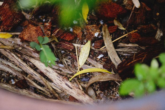Leaf litter and stems breaking down in a heap — photo by Alexey Demidov on Pexels