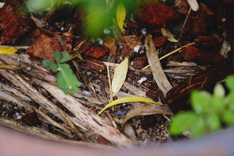 Compost On Soil