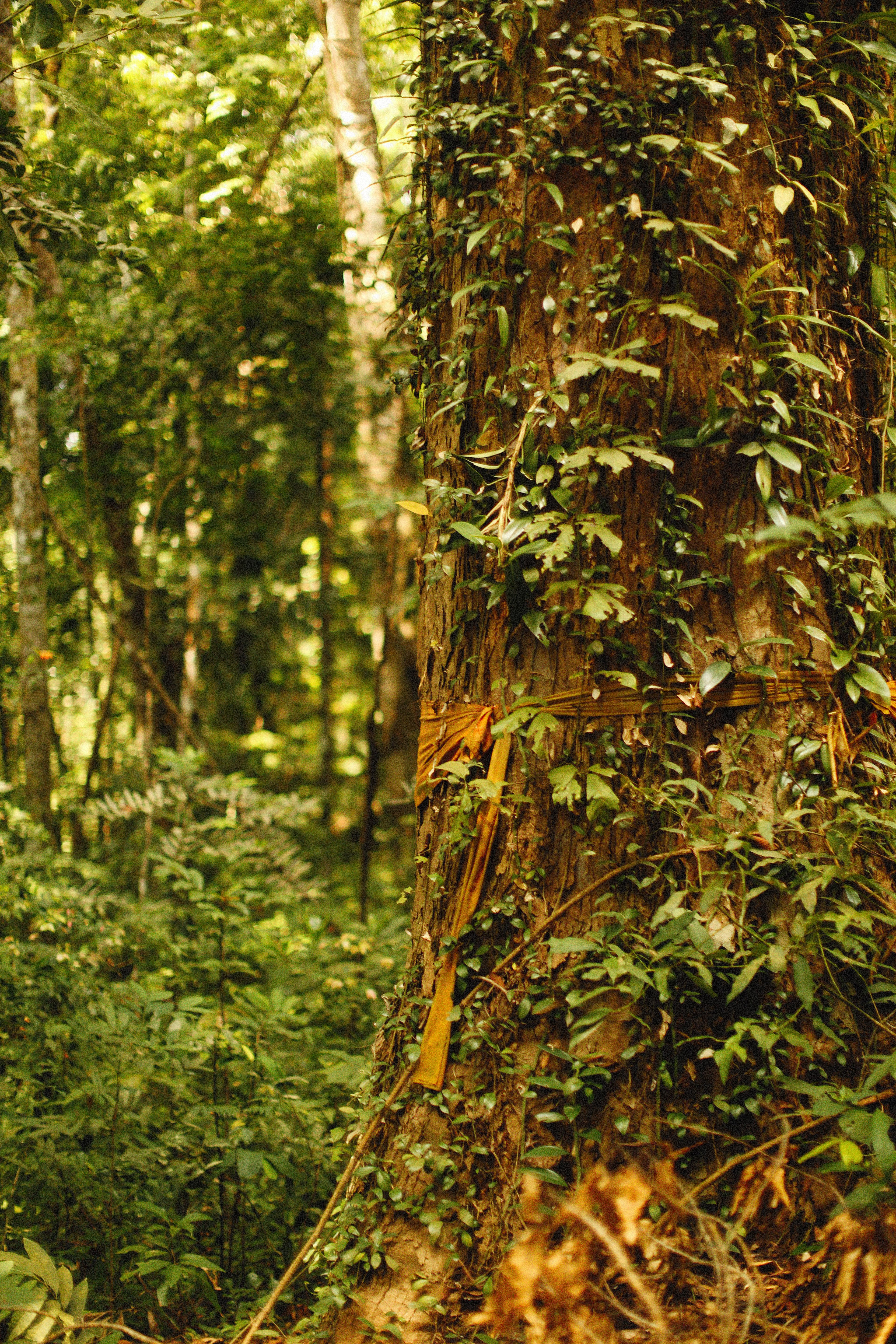 A Tree In A Forest A Collection Of Ajahn Chah S Similes