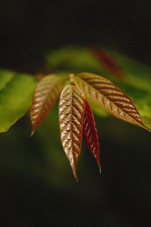 Close-up of Leaves