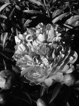 Black and white close-up of a blooming peony showcasing intricate petal details.
