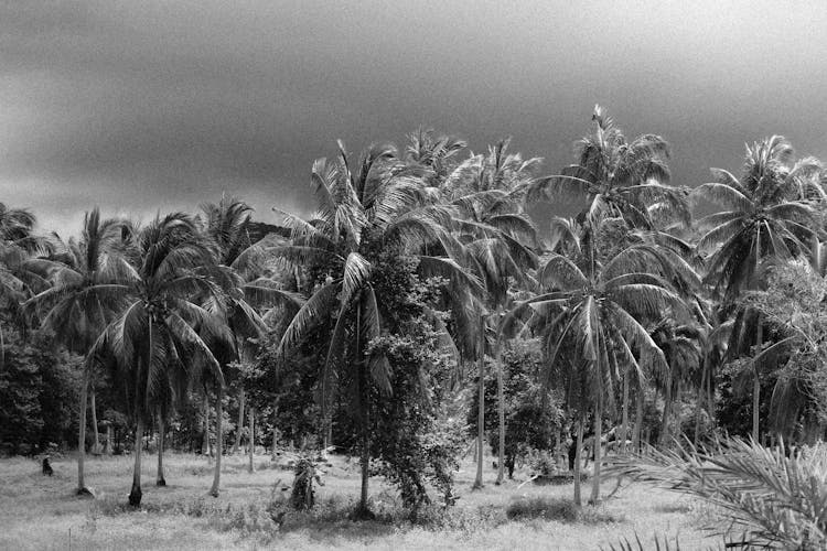 Grayscale Photo Of Coconut Palm Trees Plantation