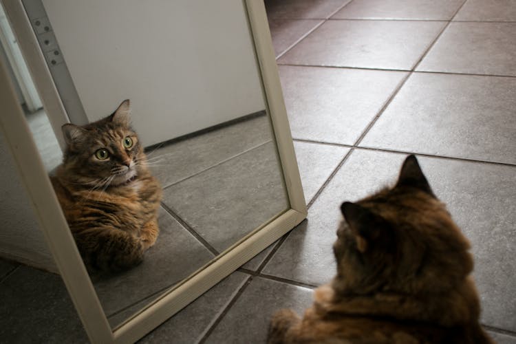 Cat Looking At Its Reflection