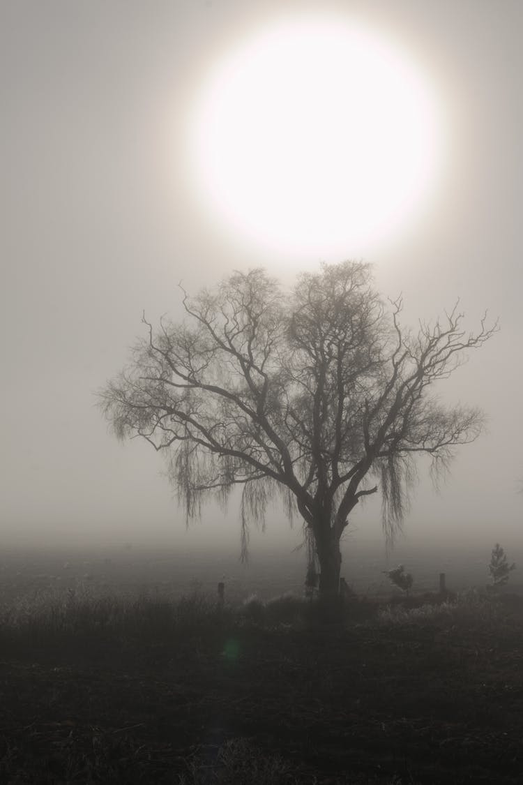 Lone Tree In The Farm Field