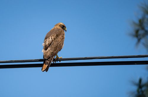 Free A red-tailed hawk rests on a cable under a vibrant blue sky, showcasing wildlife in an urban setting. Stock Photo