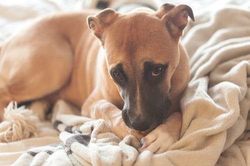 Brown American Pit Bull Terrier Puppy Laying Down on White Blanket