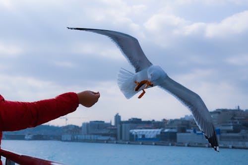 Free White Bird Flying over the Person in Red Long Sleeve Shirt Stock Photo