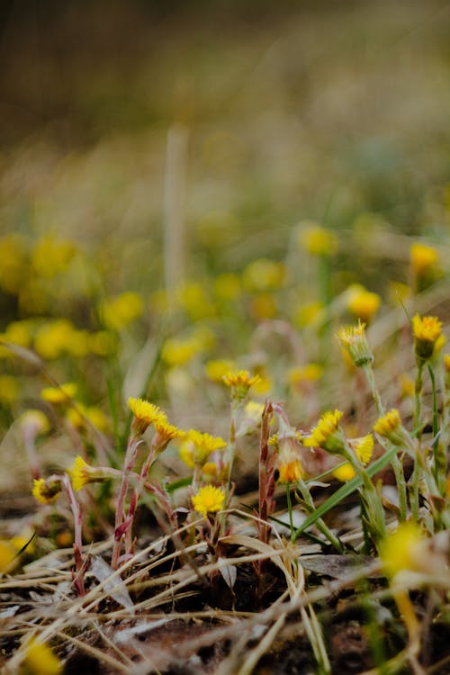 간, 갈색 잔디, 노란 꽃의 무료 스톡 사진