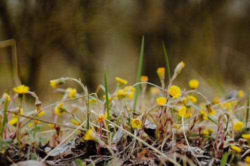 Kostnadsfri bild av brun mark, gula blommor, jord