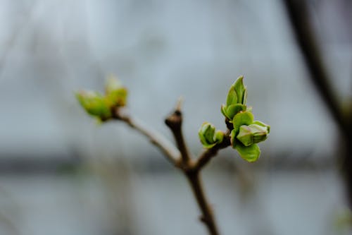 Free Growing Green Plant with Buds  Stock Photo