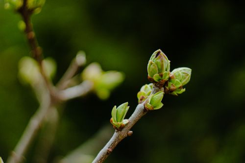 Free Macro photograph of budding branches capturing early spring growth against a blurred background. Stock Photo