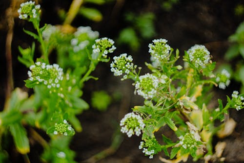 Free Pennycress Flowers in Close-up Shot Stock Photo