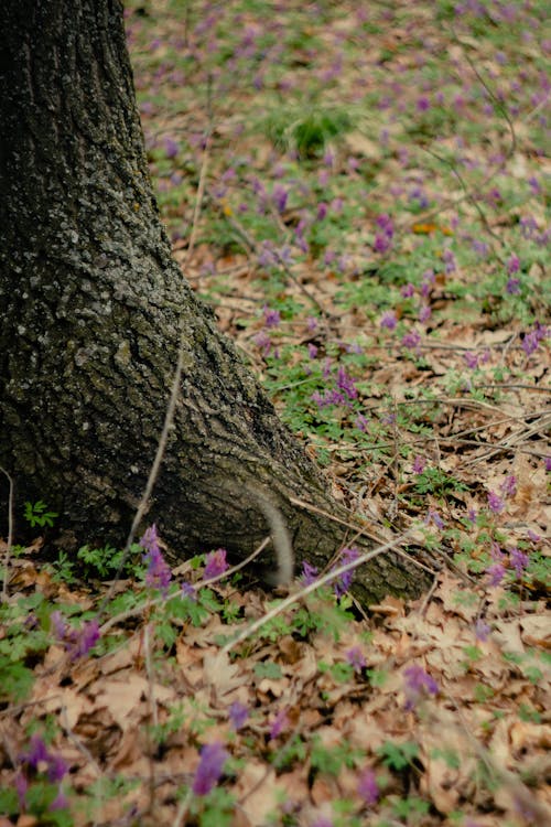 Free Purple Flowering Plant on Fallen Leaves Near a Tree Trunk Stock Photo