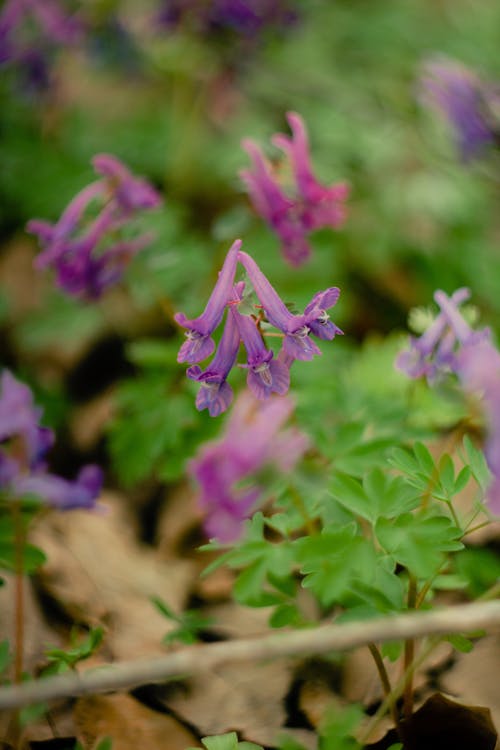 Free Purple Flowers and Green Leaves in Close-up Photography Stock Photo