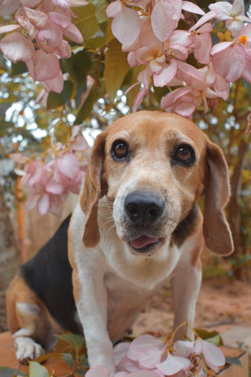Free A Beagle Dog in Close-up Shot Stock Photo