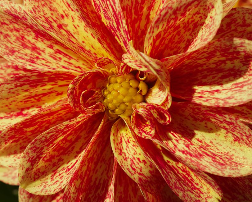 Macro shot of a colorful dahlia, showcasing its vibrant petals and intricate patterns.
