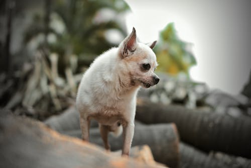 Free Close-Up Shot of a Chihuahua Stock Photo