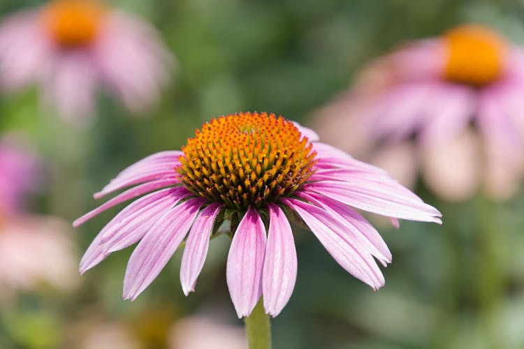 Close-up Of Purple Coneflower