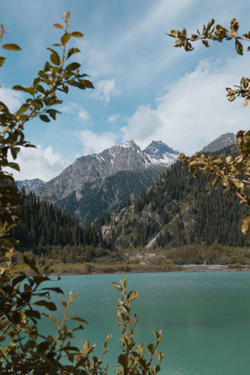 木の近くの山の近くの水域