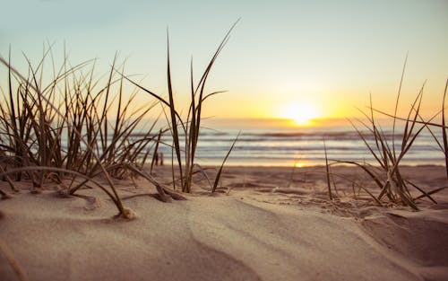 The sea, dunes, and beachgrass at sunset