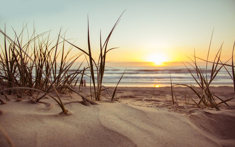 Green Grass During Sunset