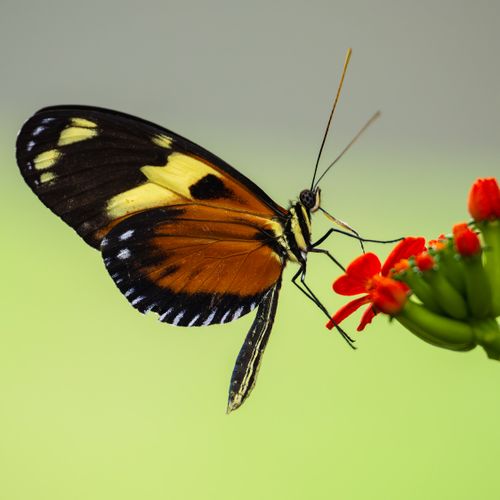 Free Beautiful Mechanitis butterfly sipping nectar from vibrant red flowers in a natural setting. Stock Photo