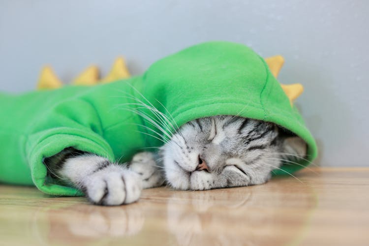 Gray Tabby Cat In Green Hoodie