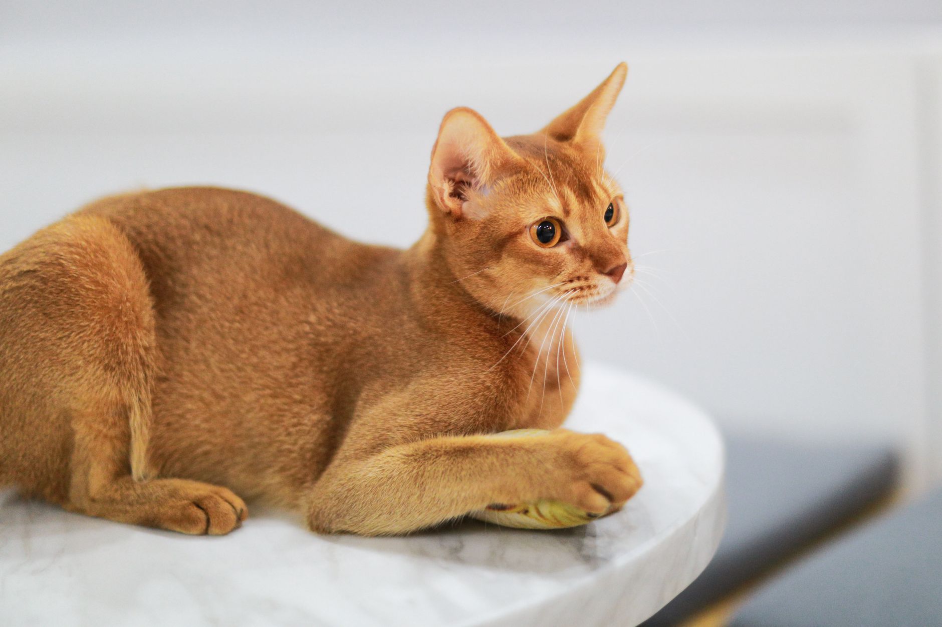 Close-up of an Abyssinian cat resting on a marble table, showcasing its sleek fur and alert posture.