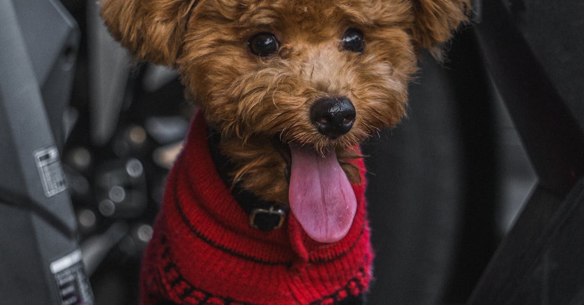 How to make a puppy poop quickly