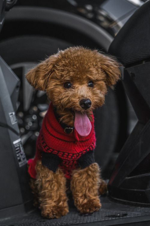 Free Cute toy poodle wearing a red knitted sweater sitting on a scooter. Ideal for pet lovers. Stock Photo